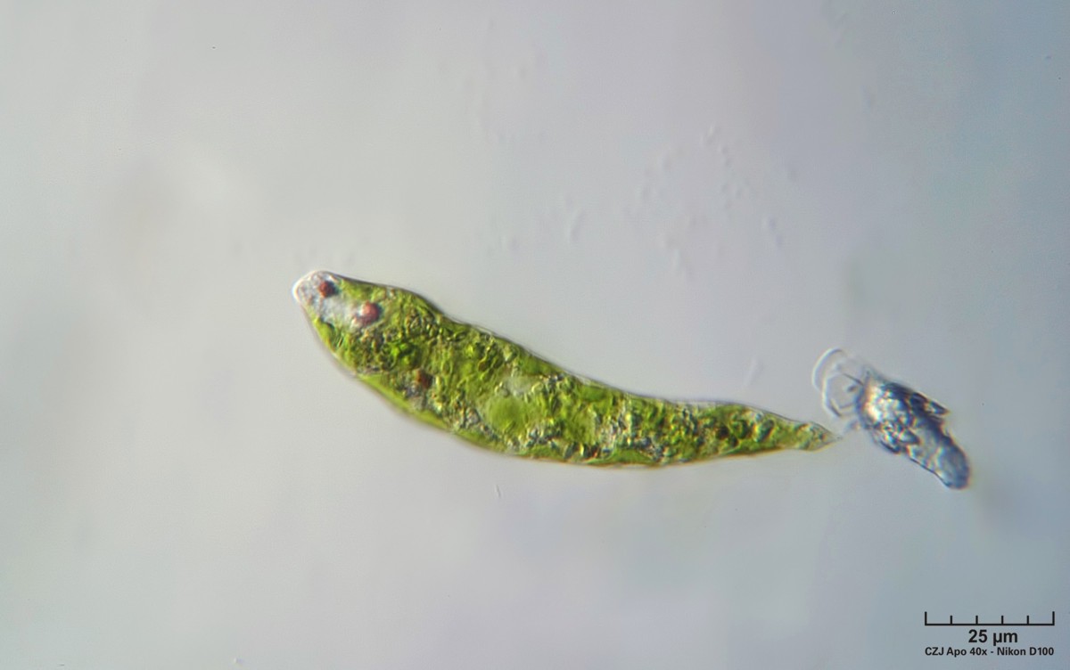 Euglena